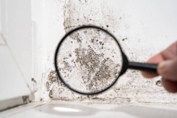 Best Black Mold Removal  in Georgetown, TX